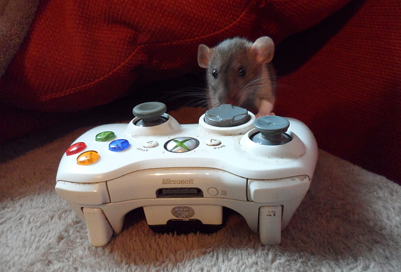 ratwithxbox360controller